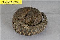 藏品(臺灣鯪鯉)的圖片